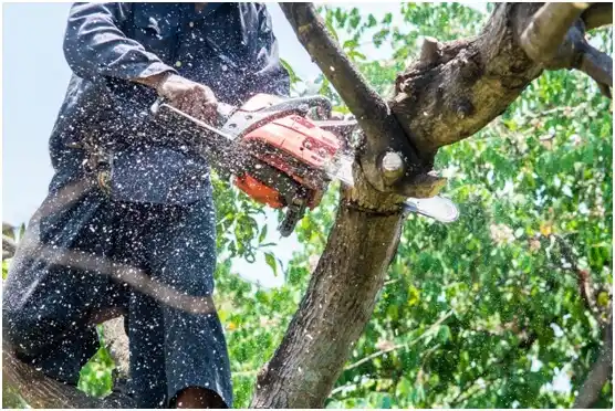 tree services Mapleton